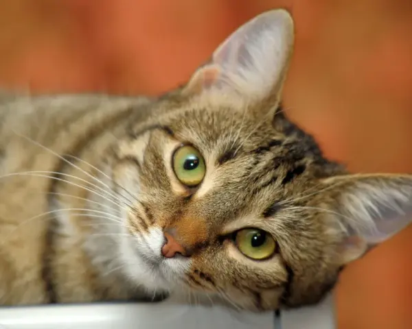 Un adorabile gatto europeo tigrato con occhi verdi luminosi, sdraiato e curioso.