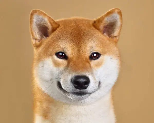 Primo piano di un adorabile Shiba Inu, uno dei cani giapponesi più amati, con un'espressione curiosa e un sorriso accennato.