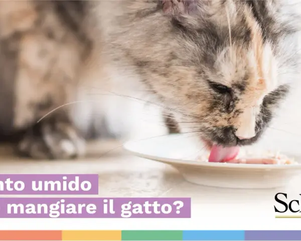 Un gatto soriano mangia con gusto da una ciotola. La domanda "Quanto umido deve mangiare il gatto?" suggerisce che il cibo sia umido.