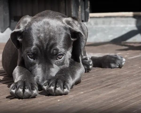 Un cucciolo nero con un'espressione triste, forse soffre di mal di gola cane. Riposa su un pavimento di legno.
