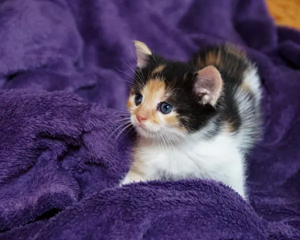 Un adorabile gatto tricolore con occhi azzurri riposa su una morbida coperta viola.