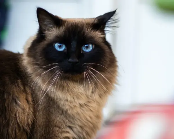 Un magnifico gatto himalayano con occhi blu penetranti guarda intensamente. Il suo pelo folto e color crema contrasta con il muso scuro.