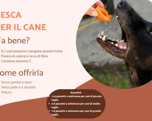 Un cane nero affamato riceve un pezzetto di pesca da una mano. Sì, i cani possono mangiare le pesche, sono un ottimo snack!