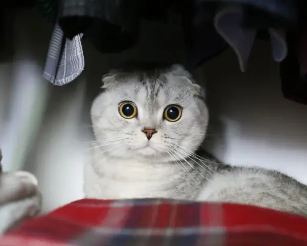 Gatto Scottish Fold con grandi occhi gialli, nascosto tra vestiti e coperte. Chissà perchè il gatto si nasconde?