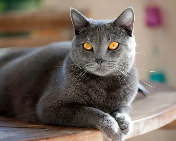 Un magnifico gatto grigio con occhi dorati riposa su un tavolo di legno, godendosi la luce del sole.