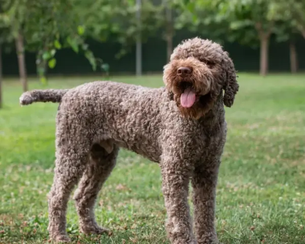 Un allegro lagotto romagnolo con la lingua fuori, in piedi sull'erba verde tra gli alberi.