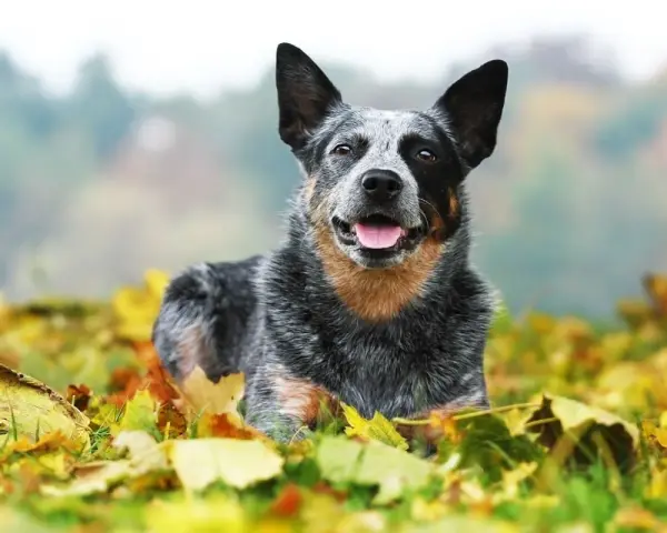 Australian Cattle Dog sdraiato tra le foglie autunnali, con un'espressione felice e la lingua fuori.