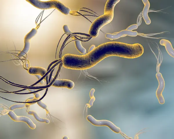 Batteri elicoidali con flagelli, simili a quelli che possono infettare un cane, fluttuano in un ambiente microscopico.