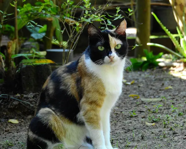Un adorabile gatto calico con occhi verdi smeraldo siede in un giardino, con il suo mantello tricolore che risalta tra il verde della vegetazione.