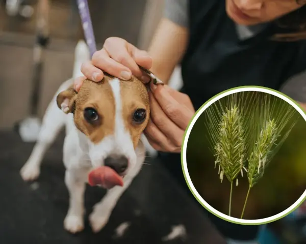 Un cane viene controllato per una ferita da forasacco all'orecchio. L'immagine mostra un forasacco, un pericolo comune per i cani.