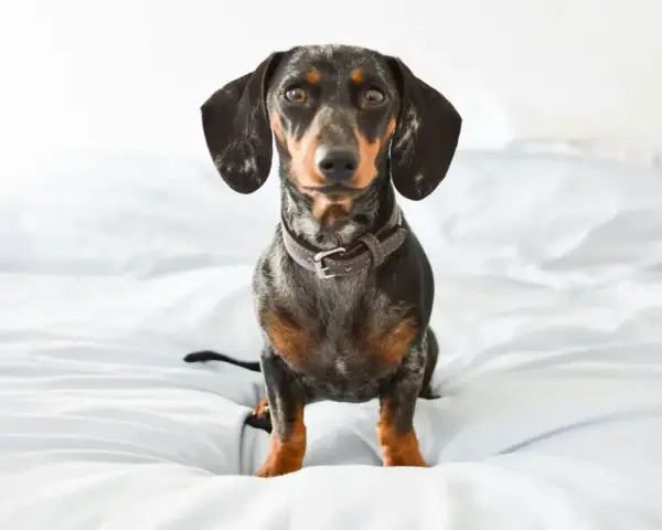 Bassotto con pelo maculato seduto su un letto bianco, pronto ad ascoltare suoni per cani rilassanti.
