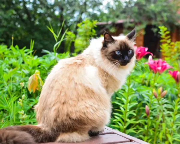 Gatto Balinese dal carattere curioso, con occhi blu intensi, seduto tra fiori rosa e verdeggiante giardino.