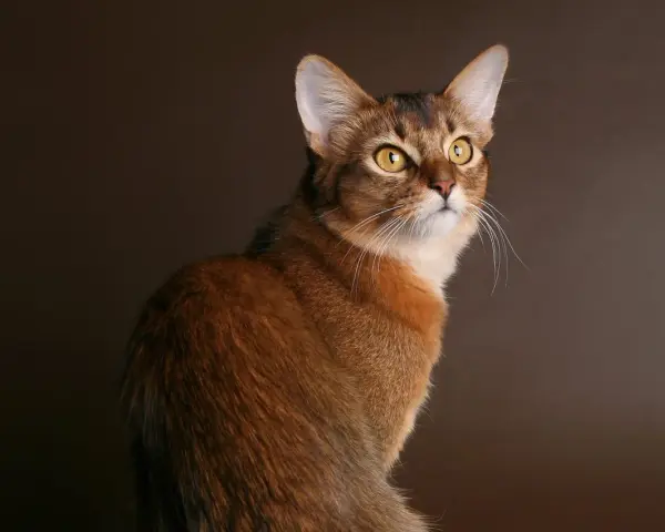 Un elegante gatto somalo con occhi dorati e pelo rossiccio, posa con grazia su uno sfondo marrone scuro.