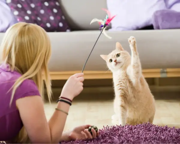 Un gatto affettuoso gioca con un giocattolo piumato, con la zampa alzata in un momento di divertimento.