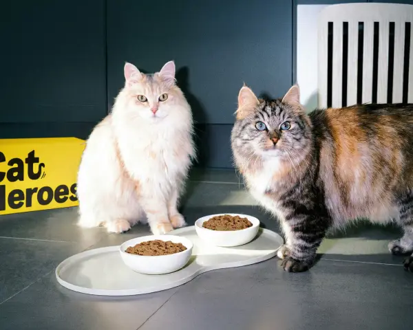 Due gatti soffici attendono con ansia il loro cibo fresco per gatti, servito in ciotole bianche su un vassoio elegante.