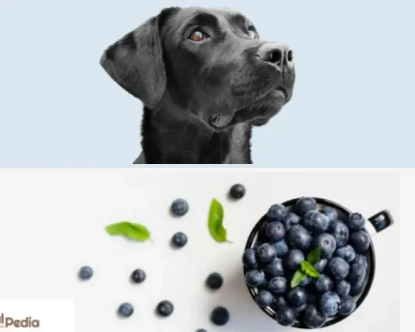 Un cane nero guarda con curiosità una ciotola piena di mirtilli, suggerendo che i cani possono mangiare i mirtilli.