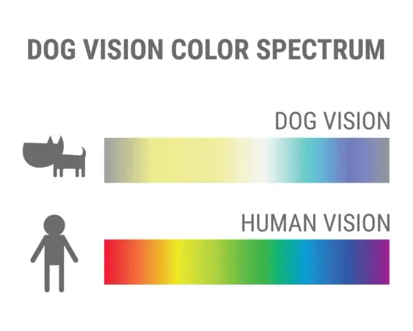 Confronto spettro visivo: i cani vedono colori più tenui, dal giallo al blu, mentre gli umani percepiscono un arcobaleno completo.