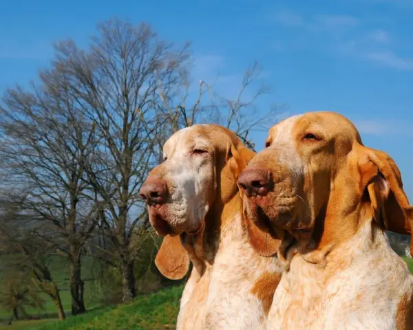 Due splendidi cani bracco, con mantello bianco e arancio, posano con un albero spoglio e il cielo azzurro sullo sfondo.