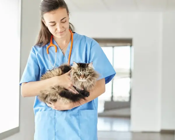 Veterinaria tiene in braccio un gatto dal pelo lungo, con uno sguardo che potrebbe far pensare a un gatto aggressivo, ma è solo un po' spaventato.