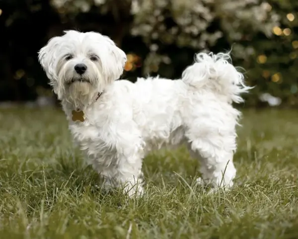 Un adorabile cane bolognese, tutto bianco e soffice, posa sull'erba verde.