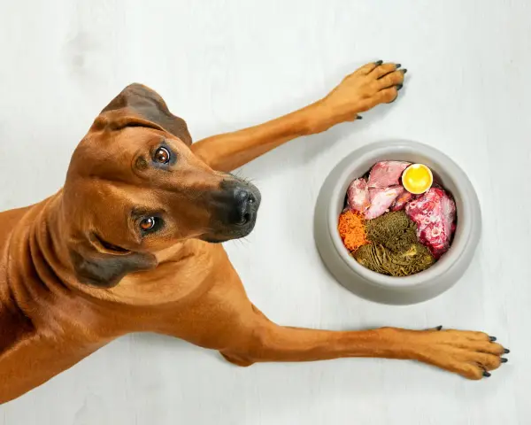 Un cane Rhodesian Ridgeback guarda una ciotola di cibo crudo, un pasto che potrebbe aggravare la pancreatite nei cani.