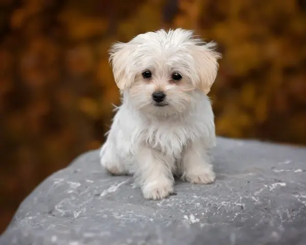 Dolce cane maltese bianco, seduto su una roccia con uno sfondo autunnale sfocato.