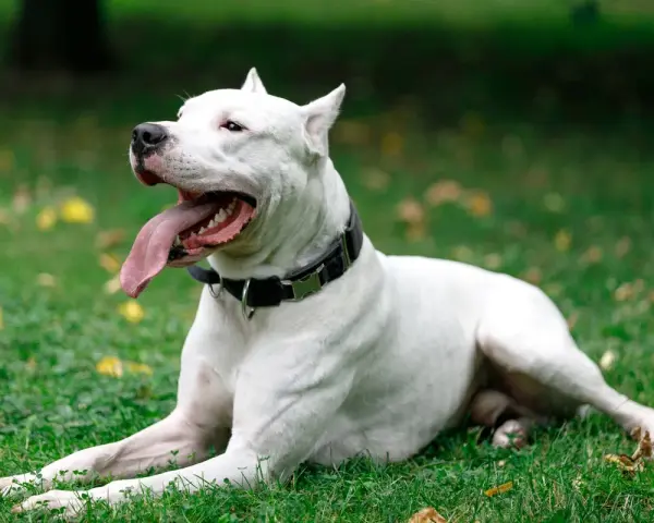 Un maestoso dogo argentino riposa sull'erba verde, con la lingua fuori e gli occhi rivolti verso l'alto, godendosi una giornata all'aperto.