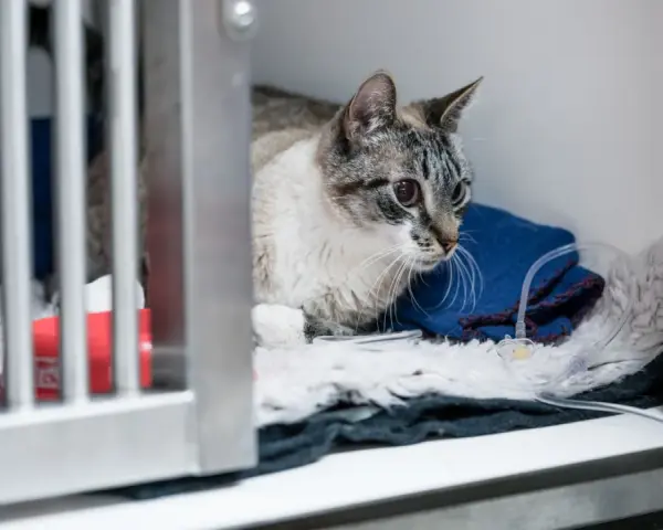 Gatto con edema polmonare in gabbia veterinaria, riceve fluidi tramite flebo.