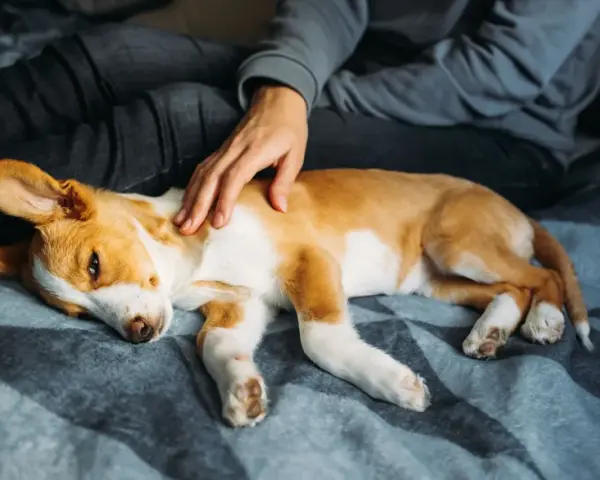 Un cucciolo di cane, con pelo bianco e arancione, dorme accoccolato su una coperta. Una mano lo accarezza dolcemente. Speriamo non sia un caso di meningite cane.