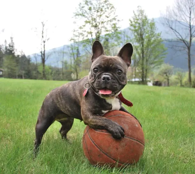 Un adorabile bulldog francese, con le sue tipiche dimensioni, gioca con un pallone da basket in un prato verde.