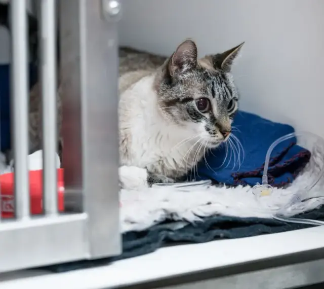 Gatto con edema polmonare in gabbia veterinaria, riceve fluidi tramite flebo.