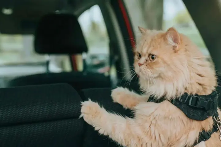 Gatto persiano color albicocca con pettorina, pronto a portare il gatto in vacanza in auto.