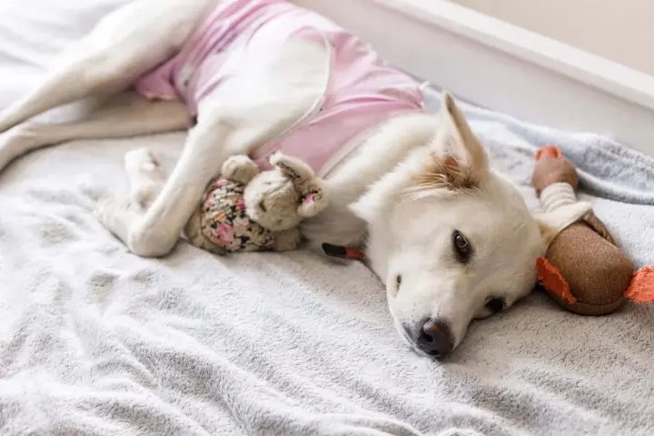 Un cane bianco con un maglioncino rosa riposa su una coperta grigia, abbracciando un coniglietto di peluche. Il suo **sieroma cane** è coperto, ma sembra a suo agio.