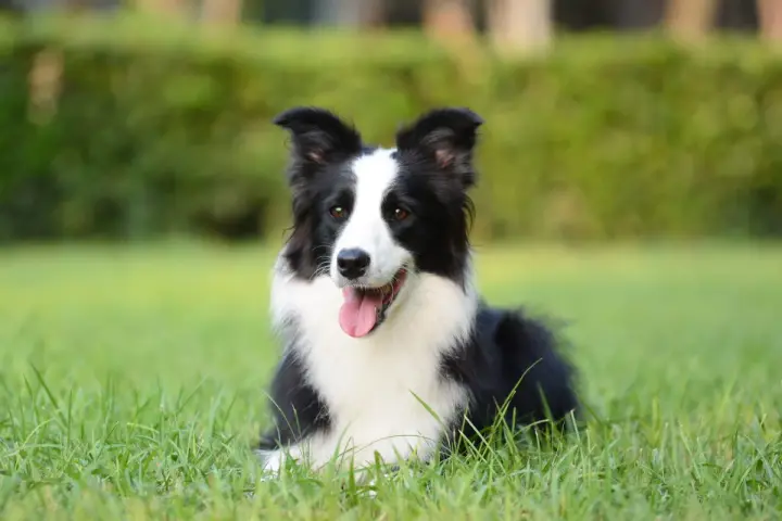 Border collie con lingua fuori, felice sull'erba. Nessun difetto visibile, solo un cane perfetto.