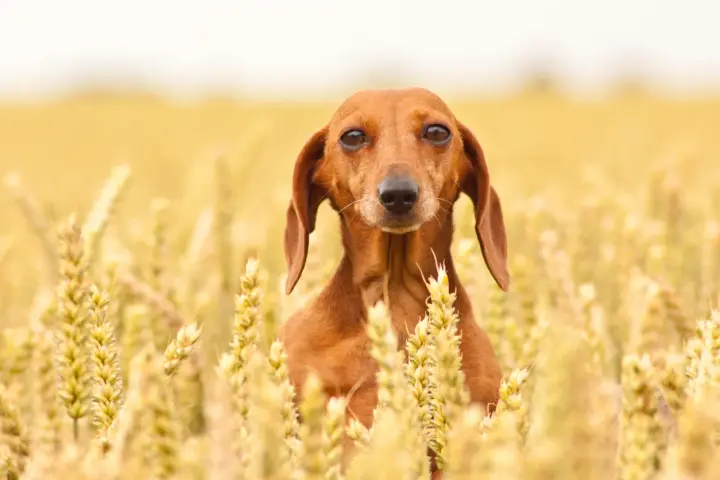 Un bassotto marrone si nasconde tra le spighe dorate di un campo di farro, con uno sguardo curioso.
