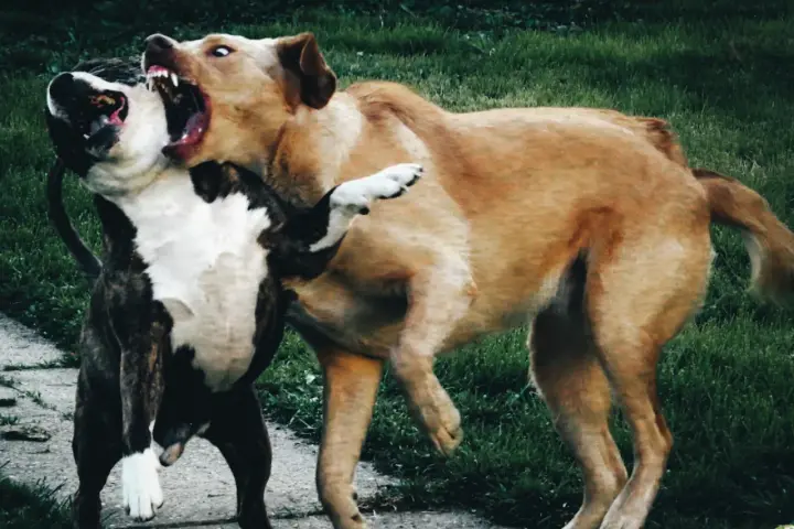 Un cane corso arrabbiato ringhia con la bocca spalancata, mostrando i denti aguzzi. Un altro cane lotta con lui.