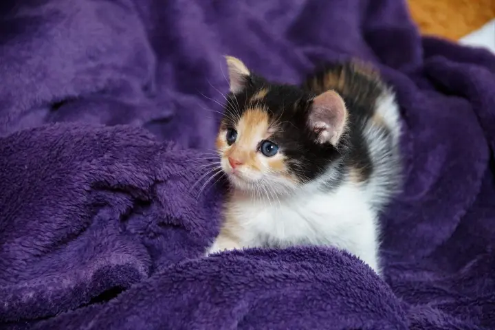 Un adorabile gatto tricolore con occhi azzurri riposa su una morbida coperta viola.