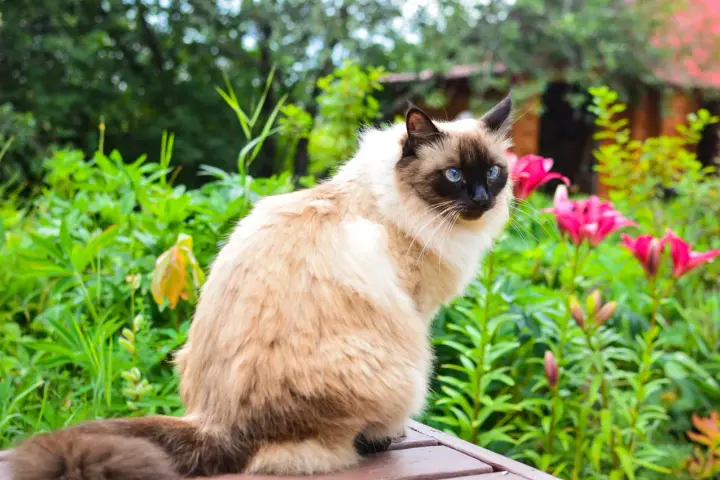 Gatto Balinese dal carattere curioso, con occhi blu intensi, seduto tra fiori rosa e verdeggiante giardino.