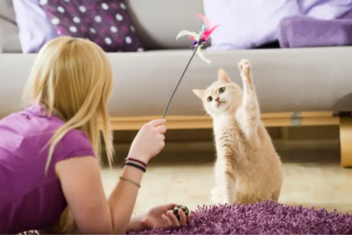 Un gatto affettuoso gioca con un giocattolo piumato, con la zampa alzata in un momento di divertimento.