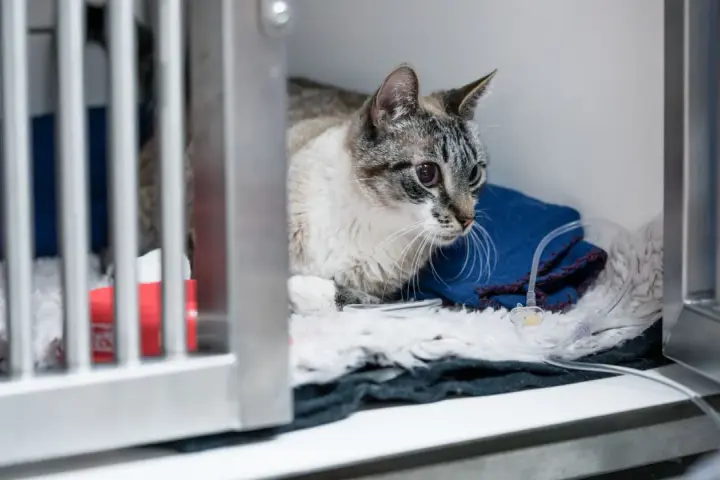 Gatto con edema polmonare in gabbia veterinaria, riceve fluidi tramite flebo.