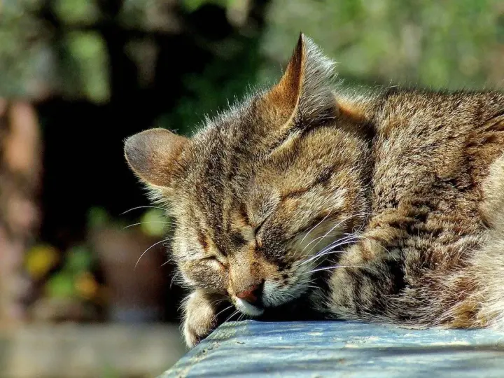 Un gatto soriano dorme beatamente al sole, con il muso appoggiato su una superficie blu.