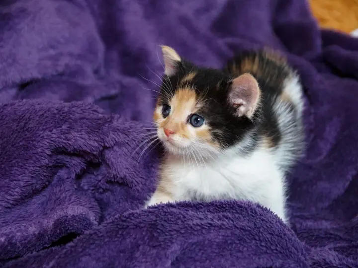 Un adorabile gatto tricolore con occhi azzurri riposa su una morbida coperta viola.