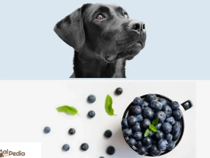 Un cane nero guarda con curiosità una ciotola piena di mirtilli, suggerendo che i cani possono mangiare i mirtilli.