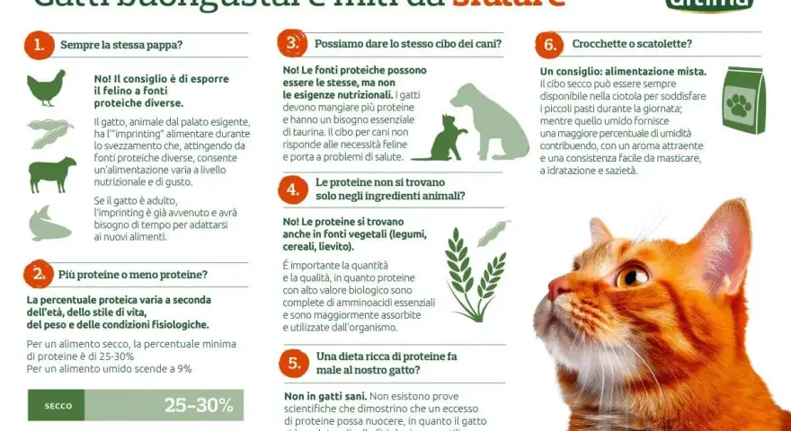 Gatti: cosa non possono mangiare? No al cibo per cani, sì a proteine varie. L'alimentazione felina è specifica.