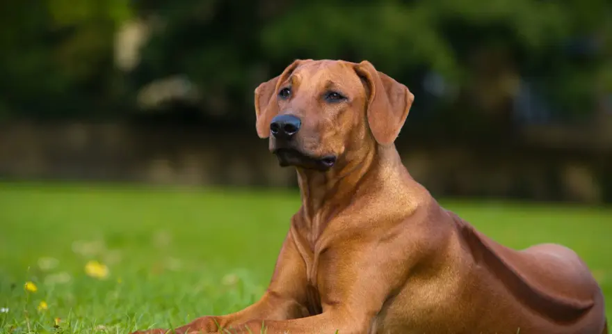 Un maestoso Rhodesian Ridgeback nero, con il suo mantello lucido, riposa sull'erba verde.