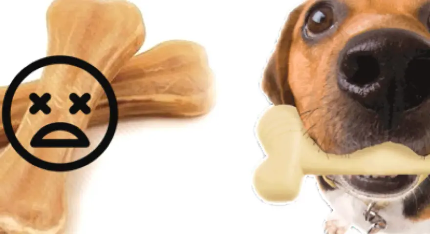 Attenzione: un osso di pelle per cani fa male. Un cane felice con un osso finto.