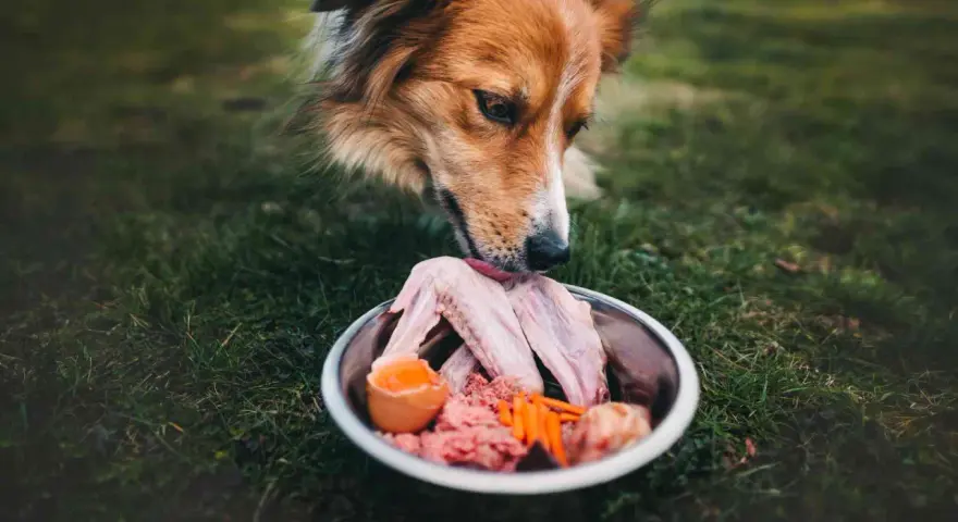 Un cane assaggia un pasto BARF: ali di pollo crude, carne macinata, uovo e carote in una ciotola sull'erba.