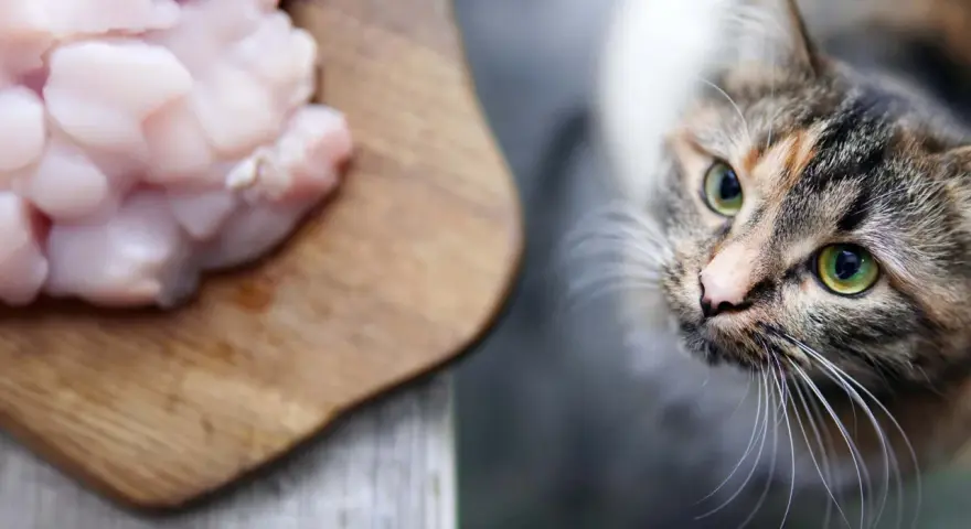 Un gatto tigrato con occhi verdi guarda con interesse un tagliere con pezzi di pollo crudo, suggerendo che i gatti possono mangiare il pollo.