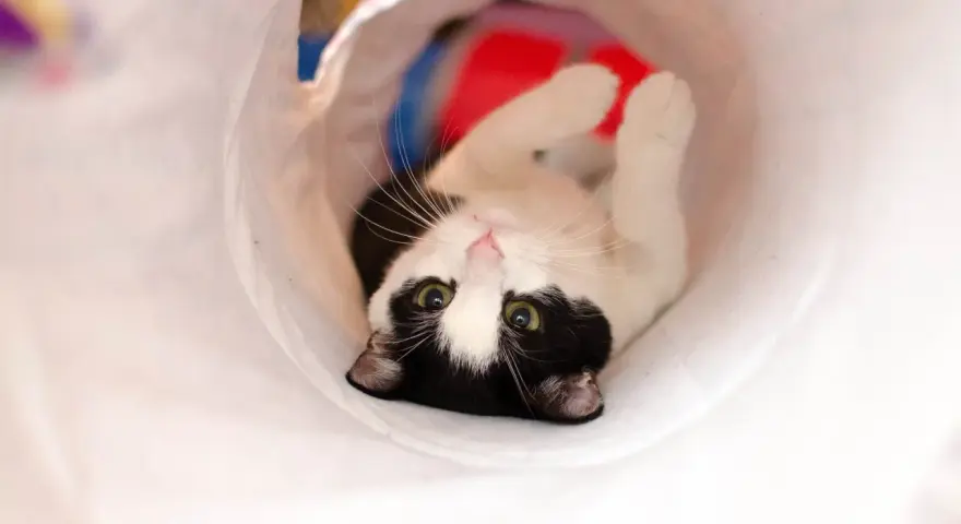 Gatto bianco e nero gioca in un tunnel, un'idea divertente per i giochi da fare con i gatti.