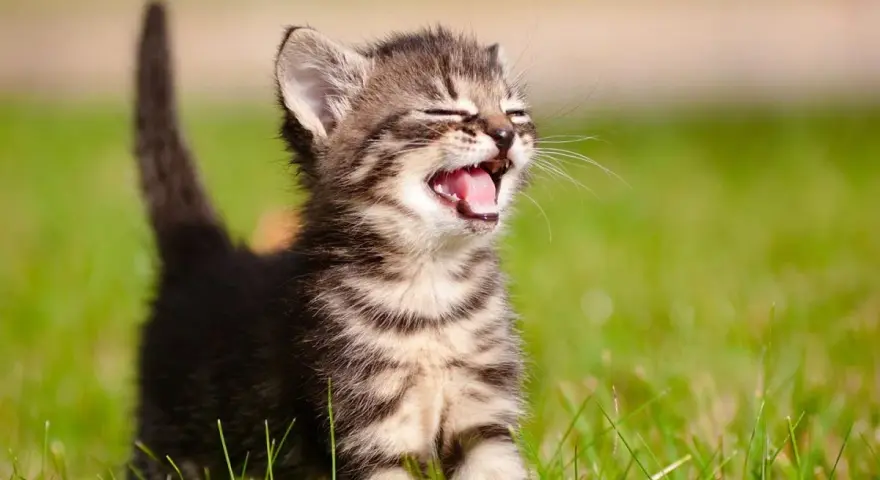 Un gattino tigrato di 3 mesi, con un vivace miagolio, corre sull'erba verde.